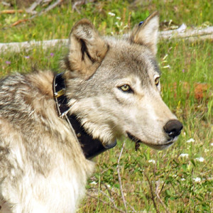 ODWF-wolf-collared