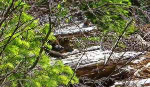 Pups of Wolf OR-7 and mate. Photo: USFWS.