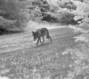 Black female wolf. Photo: USFWS