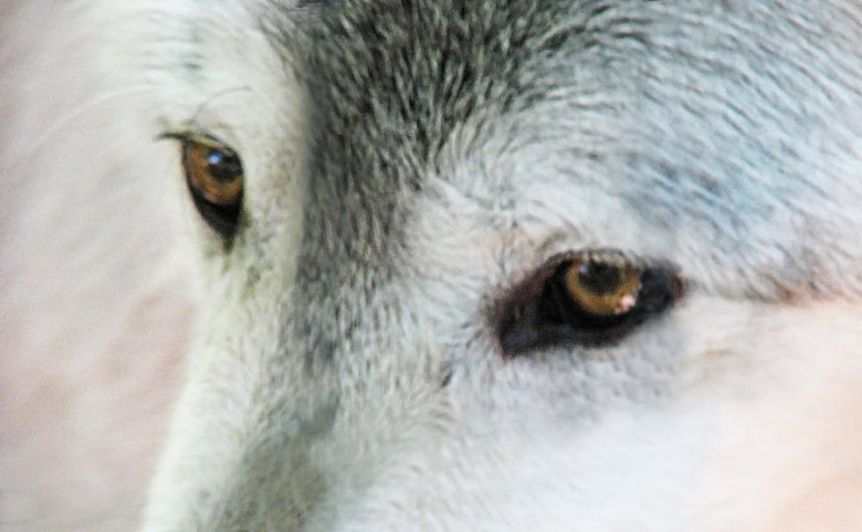 TALES: The Wolf’s Eyelashes TALES: The Wolf’s Eyelashes