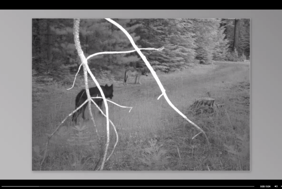 Rogue Pack Wolf Yearlings Caught by Remote Camera Rogue Pack Wolf Yearlings Caught by Remote Camera